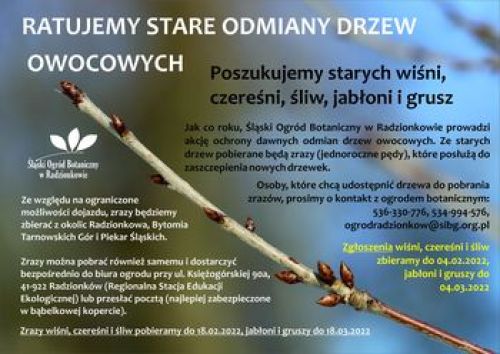 Ilustracja artykułu: "Ratujemy stare odmiany drzew owocowych"